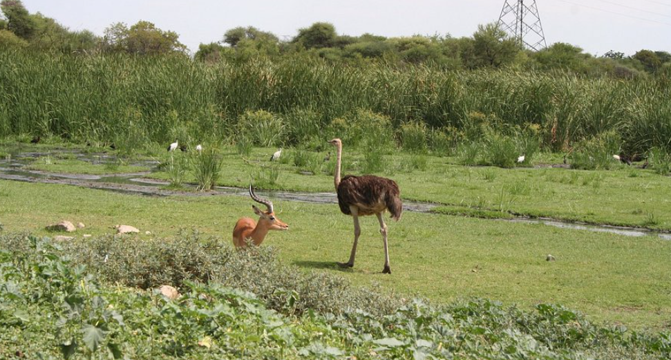Gaborone Game Reserve, Gaborone, Botswana